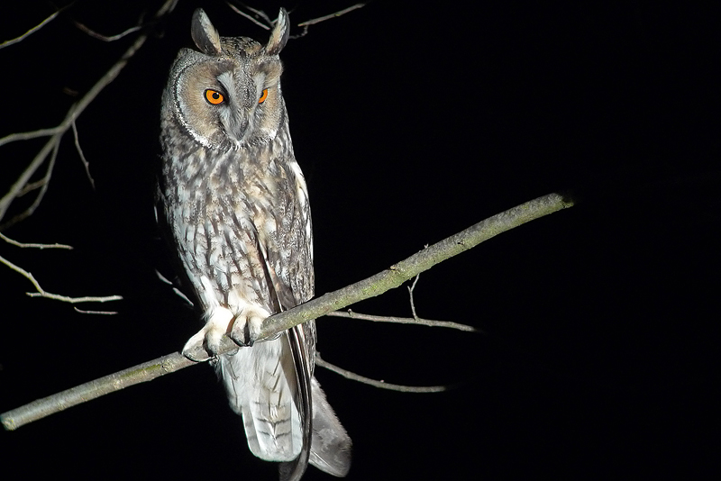 Gufo comune - Asio otus - in Digiscoping